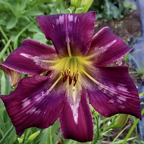 Heavenly UFO - 1 Fan